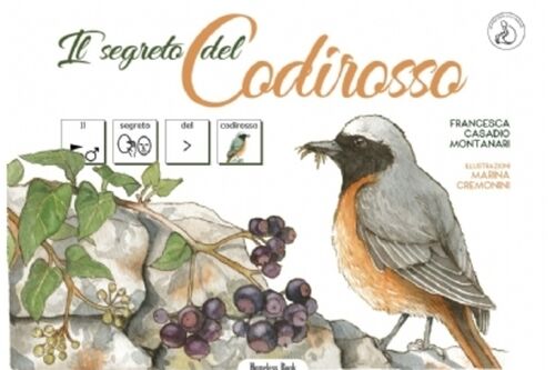 Il segreto del codirosso in CAA