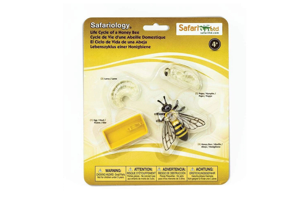 Set ciclo di vita dell'ape