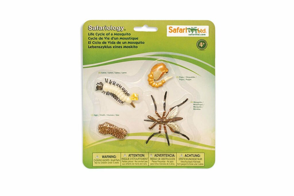 Set ciclo di vita della zanzara